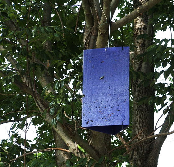 eab