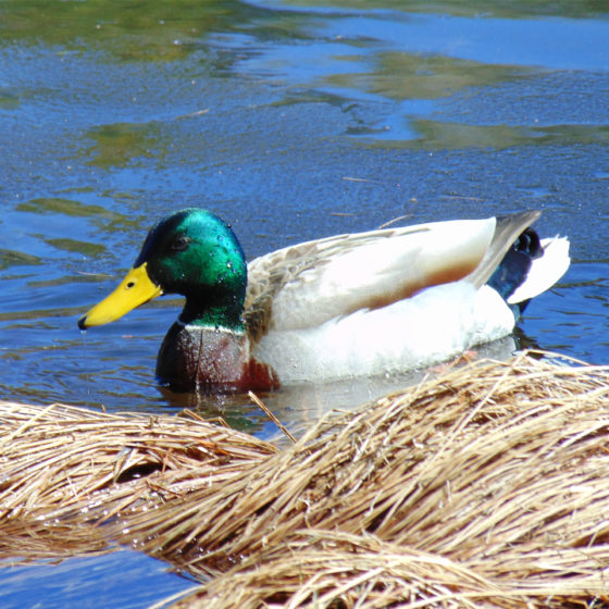 duck