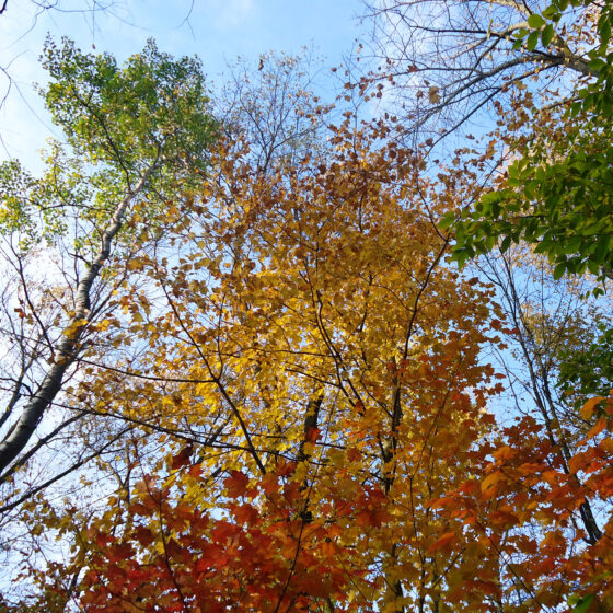 trees 1