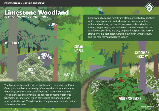Limestone woodland scaled