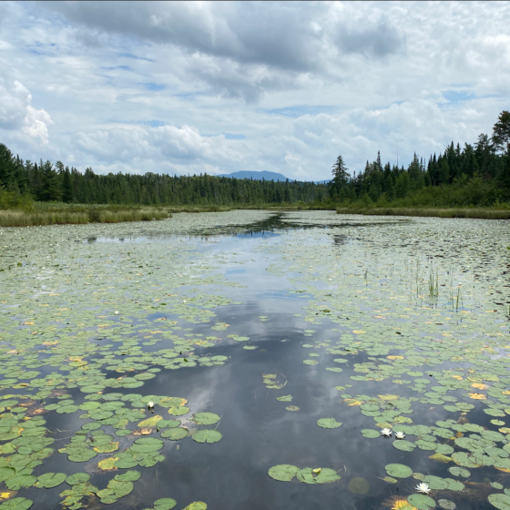 horseshoe pond