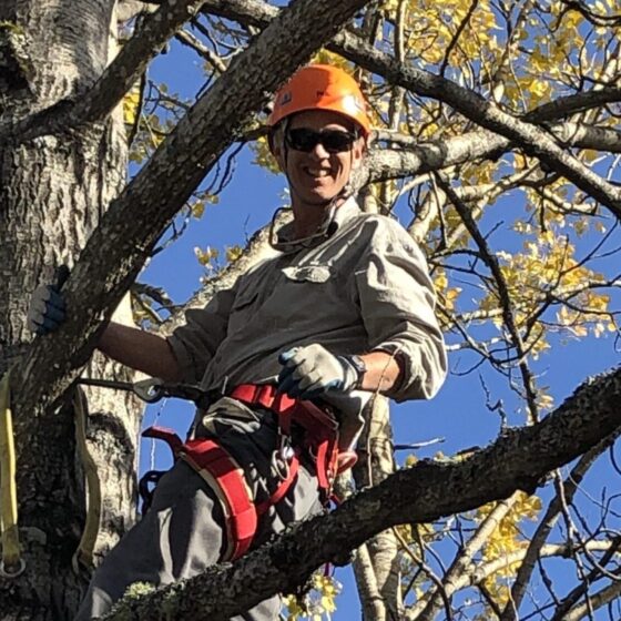 Randall in tree