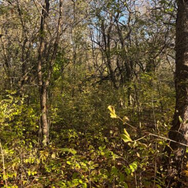 Dense woodland understory at Fort Drum in autumn.