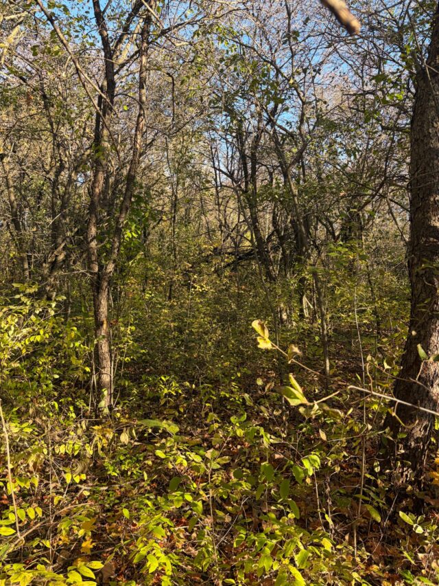 Dense woodland understory at Fort Drum in autumn.