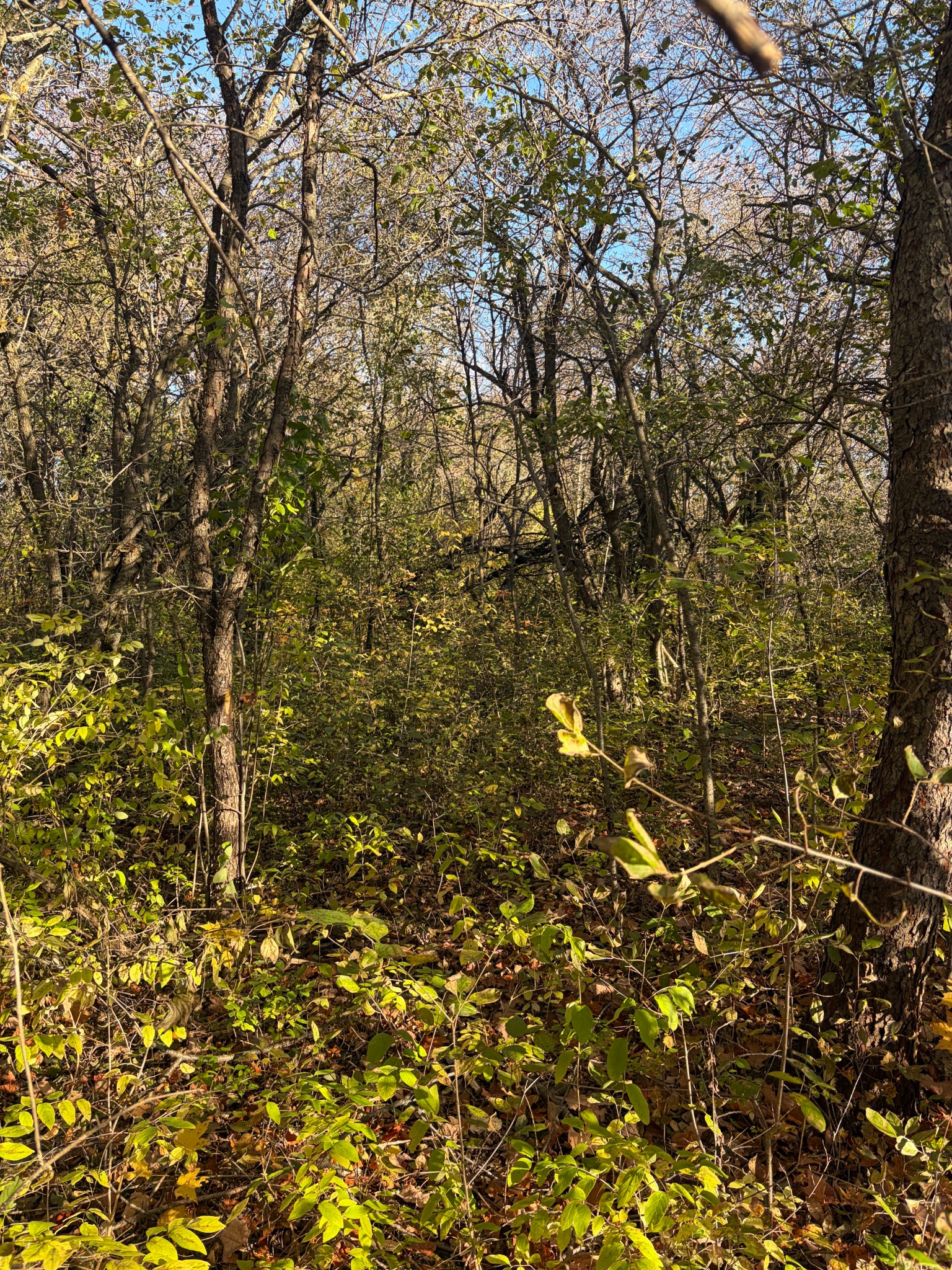 Dense woodland understory at Fort Drum in autumn.