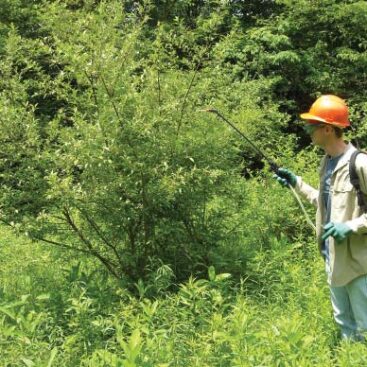 A forestry worker using a backpack sprayer to apply a targeted foliar treatment to an invasive shrub.