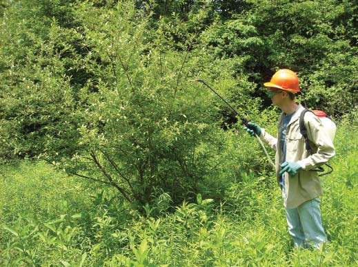 A forestry worker using a backpack sprayer to apply a targeted foliar treatment to an invasive shrub.